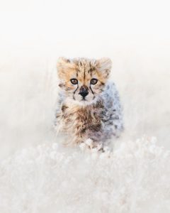 © Chase Teron/ Artica Studios Inc.