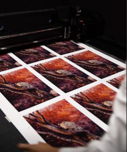 Prints for Wildlife auf Hahnemühle Hanf Papier©Pie Aerts